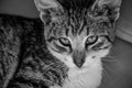 Black and white image of tabby cat kitten looking upwards at the camera Royalty Free Stock Photo