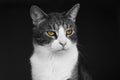 Black-white image of a tabby cat with yellow expressive eyes Royalty Free Stock Photo