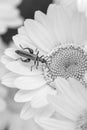 Black and white image of a Thick-legged flower beetle (Oedemera nobilis), on Anthemis tinctoria Ã¢â¬ËE.C.Buxton Royalty Free Stock Photo