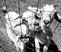 Black and white image of three cute goats