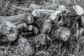 Black and white image of trunks of trees cut and stacked on the grass Royalty Free Stock Photo