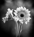 Black and white image of two gerbera daisies and bokeh background. Royalty Free Stock Photo