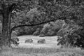 Black and White Image of Two Wood Cabins in Valley Forge Pennsylvania from the Revolutionary War