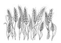 Black and white image of wheat spikelets.