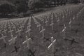 Black and white image of white crosses in a field Royalty Free Stock Photo