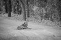 black and white image of wild female tiger resting on forest track at bandhavgarh national park or tiger reserve madhya pradesh Royalty Free Stock Photo