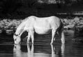 Black and white image of a wild horse drinking