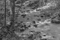 Black and White Image of a Wild Mountain Trout Stream Royalty Free Stock Photo
