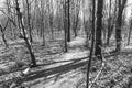 Black And White Image Of Woodland Path In Spring Time With Overhanging Trees