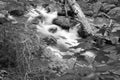 Black and White Image of a Woodland Stream in Woods Royalty Free Stock Photo