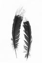 Black and White Indian Feathers on a White Background