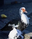 Black and white Indo ducks Royalty Free Stock Photo