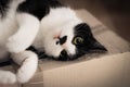 Black and white indoor cat in a funny position love to play with big eyes. Royalty Free Stock Photo