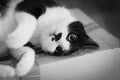Black and white indoor cat in a funny position love to play with big eyes Royalty Free Stock Photo