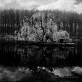Black and white infrared Lake weeping willow Park Tervuren, Brussels, Belgium Royalty Free Stock Photo