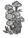 Woodcut print of Morning Glory Flower