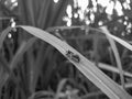 Black white insect on the grass leaf background beautiful nature toning spring nature design sun Royalty Free Stock Photo