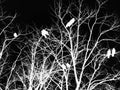 Black and white inverted gothic horror image of crows on a tree