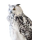 Black and white isolated big eagle-owl Royalty Free Stock Photo