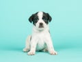 Black and white jack russel mix puppy sitting on a turquoise blue background Royalty Free Stock Photo