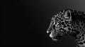 black and white jaguar face on black background Royalty Free Stock Photo