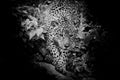 Black and white Jaguar walking in the forest Royalty Free Stock Photo