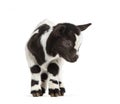 Black and white kid of a Tibetan Pigmy Goat looking down, isolated on white