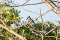 black and white kingfisher at la somone in Senegal