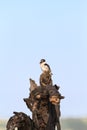 Black-white kingfisher on thr stump. Serengeti, Africa