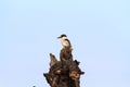 Black-white kingfisher on thr stump in Serengeti savanna, Africa