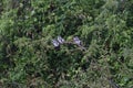 Black and white kingfishers on a branch