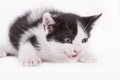 Black and white kitten Royalty Free Stock Photo