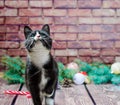 black and white kitten on the background of a brick wall and Chr