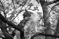 A black and white kitten on the branch of tree Royalty Free Stock Photo