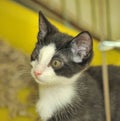 Black and white kitten in a cage at the shelter Royalty Free Stock Photo