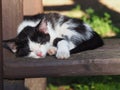 Black and white kitten calmly sleeping in a chair during the summer