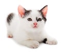 Black white kitten Royalty Free Stock Photo