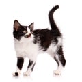 Black and white kitten stands sideways and looks up.  on a white background Royalty Free Stock Photo