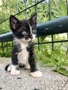 black and white kitten in the garden Royalty Free Stock Photo