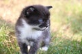 Black and white kitten in the grass