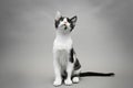 Black and white kitten on gray background