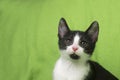 Black and white kitten on green