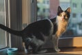 Black and white kitten with green eyes sitting in the window Royalty Free Stock Photo