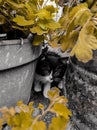 A black and white kitten hiding in a flower pot Royalty Free Stock Photo