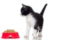 Black and white kitten looking Royalty Free Stock Photo