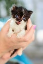 Black and white kitten Royalty Free Stock Photo