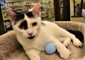 Black and White Kitten at Pet Adoption Event Royalty Free Stock Photo