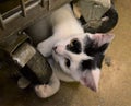 Black and White Kitten at Pet Adoption Event Royalty Free Stock Photo