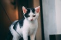 Black and white kitten playing Royalty Free Stock Photo