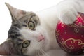 Black and white kitten is playing with a red christmas ball.